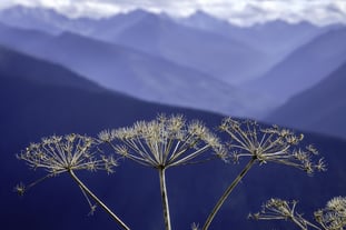 High-country wildflower in autumn to help you feel happier
