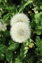 Two dandelion parachute balls (botanical name Taraxacum officinale) in a field to help you feel happier