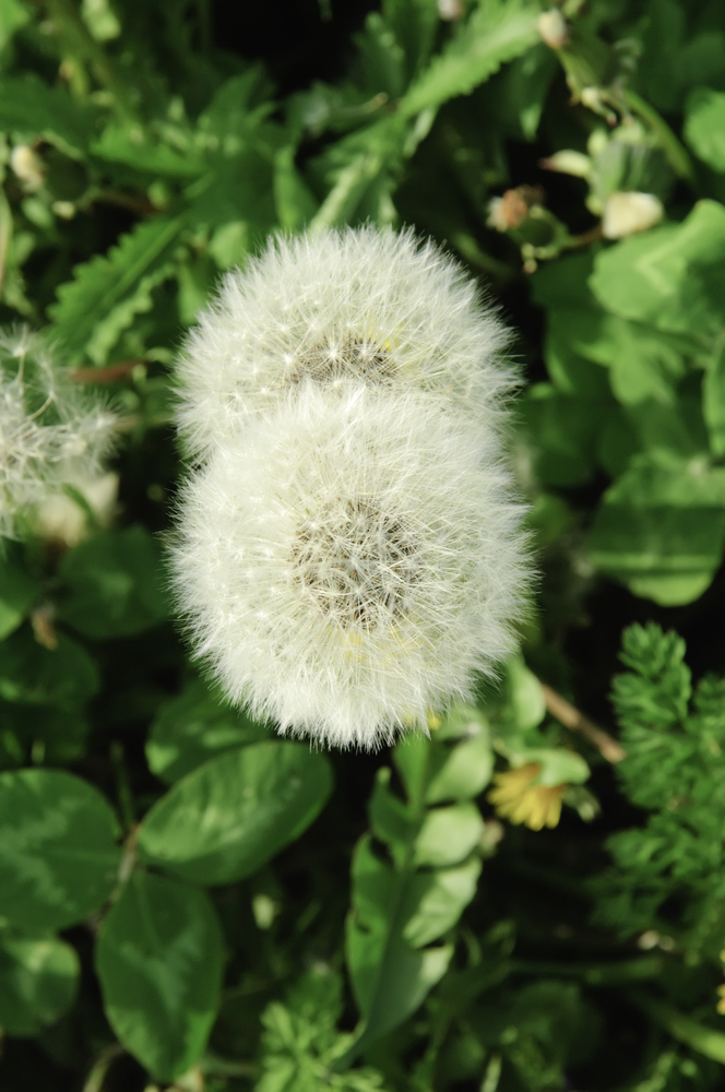 Two dandelion parachute balls (botanical name Taraxacum officinale) in a field